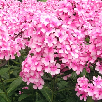 Phlox paniculata 'Miss Ellie' 