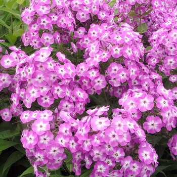 Phlox paniculata 'Little Boy' PPAF