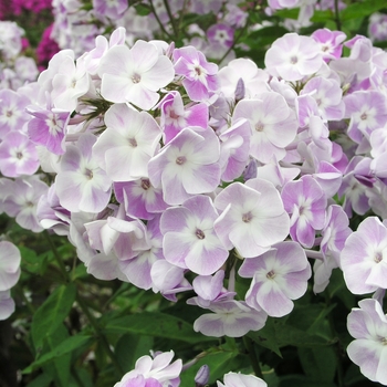 Phlox paniculata 'Katherine' 