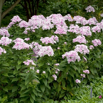 Phlox paniculata 'John Fanick' 