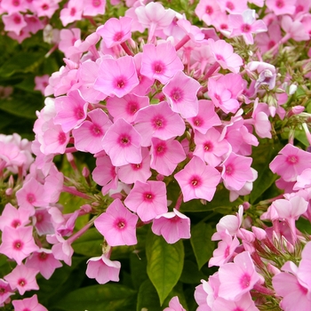 Phlox paniculata 'Inta' 