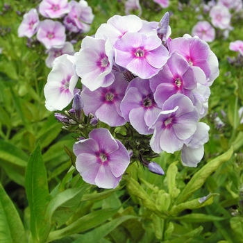 Phlox 'Graefin von Schwerin' 