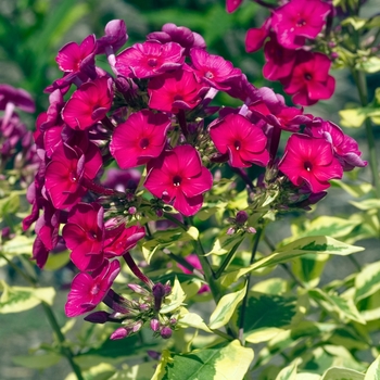 Phlox paniculata 'Goldmine' 