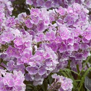 Phlox paniculata 'Franz Schubert' 