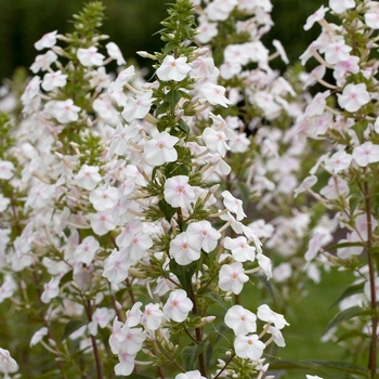 Phlox maculata 'Flower Power' PPAF17551