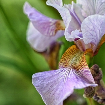 Iris sibirica 'Dance Ballerina Dance' 