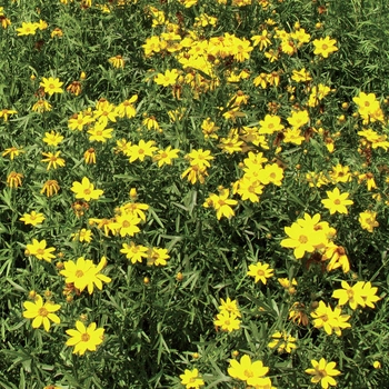 Coreopsis palmata