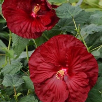 Hibiscus moscheutos 'Robert Fleming' 