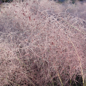 Deschampsia flexuosa 