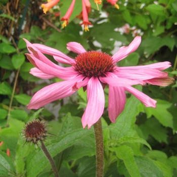 Echinacea tennesseensis