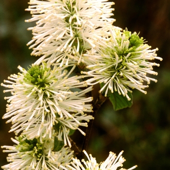 Fothergilla gardenii