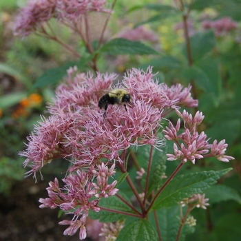 Eutrochium maculatum 