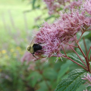 Eutrochium maculatum