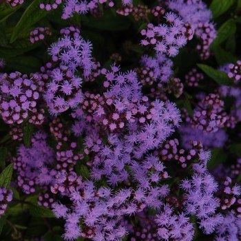 Eupatorium coelestinum