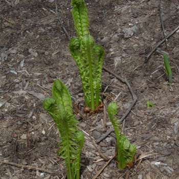 Amsinckia intermedia 