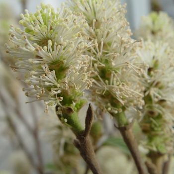 Fothergilla major