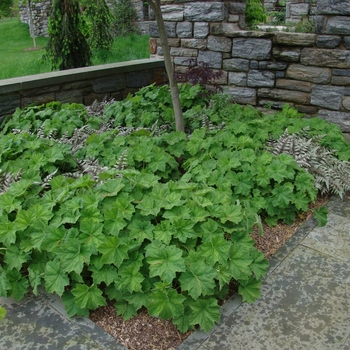 Heuchera villosa 'Autumn Bride'