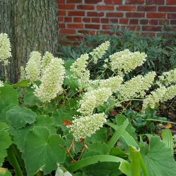 Heuchera villosa 'Autumn Bride' 