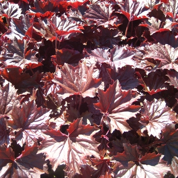 Heuchera villosa f. purpurea 'Bronze Wave' 