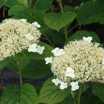 Hydrangea arborescens 'White Dome®'