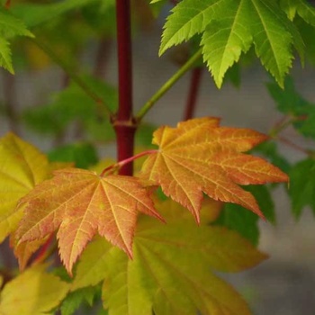 Acer circinatum 'Pacific Fire' 