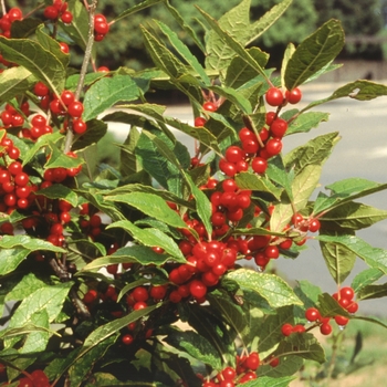 Ilex verticillata