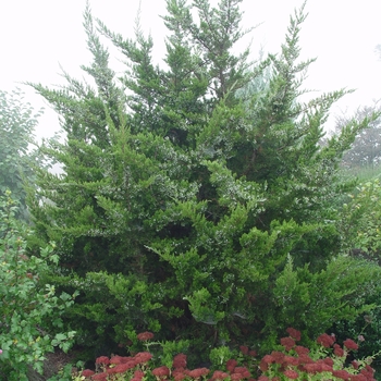 Juniperus virginiana