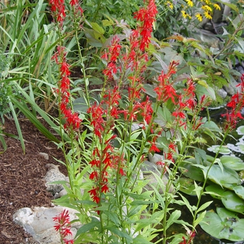 Lobelia cardinalis 