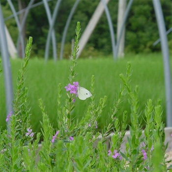 Lythrum alatum '' (021959)