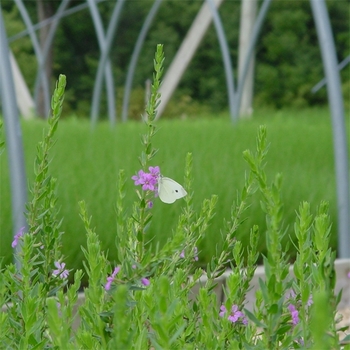 Lythrum alatum