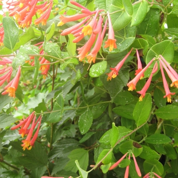 Lonicera 