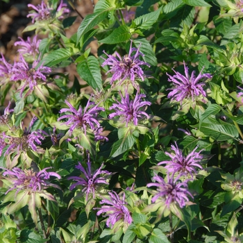 Monarda fistulosa 'Claire Grace'