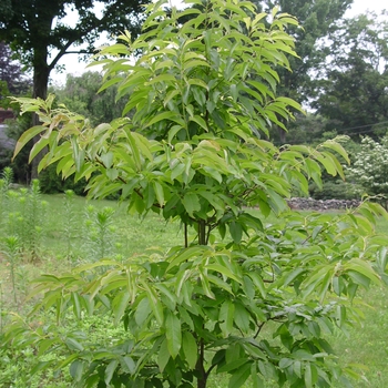 Oxydendrum arboreum 