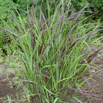 Panicum virgatum 'Shenandoah'