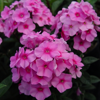 Phlox Intensia® 'Orchid Blast'