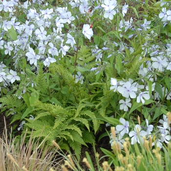 Phlox divaricata 'Manita' 