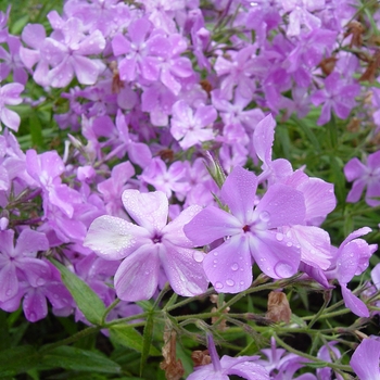 Phlox pilosa 