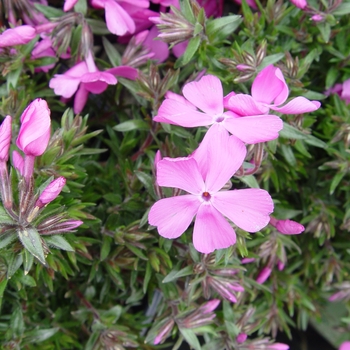 Phlox drummondii 