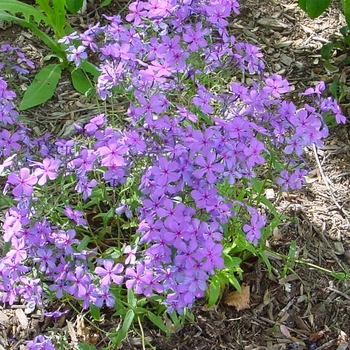 Phlox stolonifera 'Fran's Purple' 