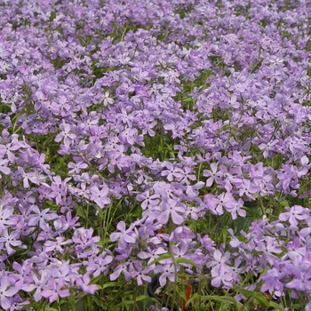 Phlox divaricata 'London Grove Blue'