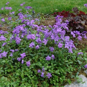 Phlox stolonifera 'Sherwood Purple'