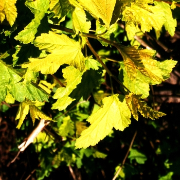 Physocarpus opulifolius 'Nugget'