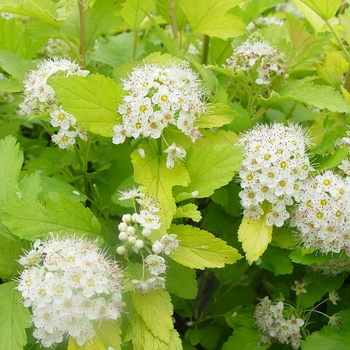 Physocarpus opulifolius 'Nugget' 