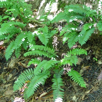 Polystichum acrostichoides '' (022013)