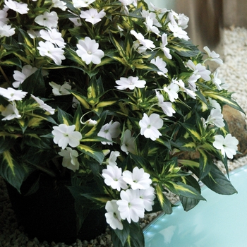 Impatiens SunPatiens® '' (022114)