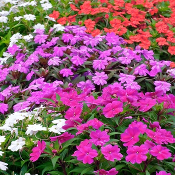 Impatiens SunPatiens® 'Series'