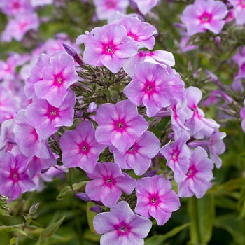 Phlox paniculata 'Ending Blue' 