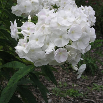 Phlox paniculata 'Eden's Glory' 