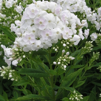 Phlox paniculata 'Dunbar Creek' 