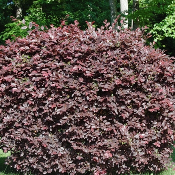 Loropetalum chinense var. rubrum 